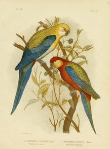 淡い頭のインコまたは淡い頭のロゼラ、1891